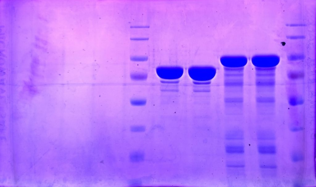 Techniques Nc Dna Day Blog