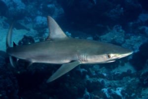 Galapagos shark