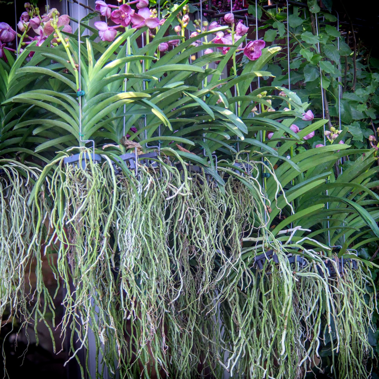 Epiphytes Plants That Can Live Without Soil Nc Dna Day Blog