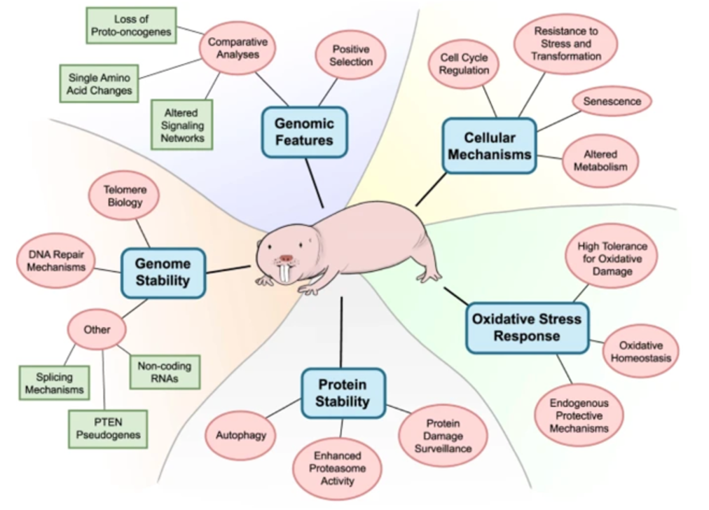 Do Naked Mole Rats Hold The Secret To Cancer Treatment Nc Dna Day Blog