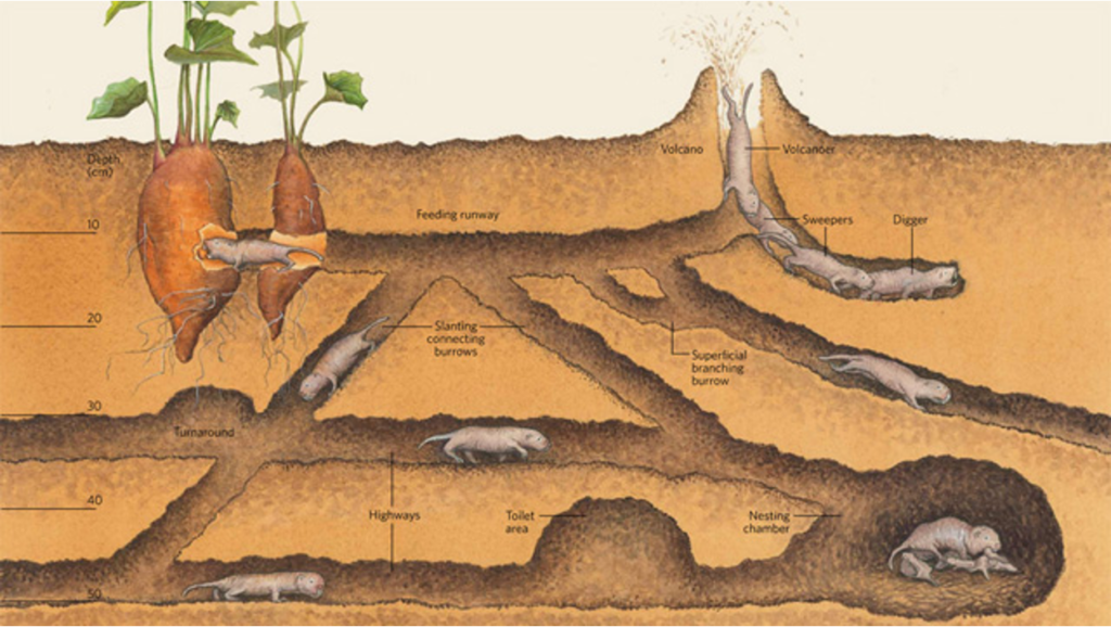 How Do Moles Dig Tunnels At Charles Mattingly Blog How Do Moles Dig Tunnels At Charles Mattingly Blog