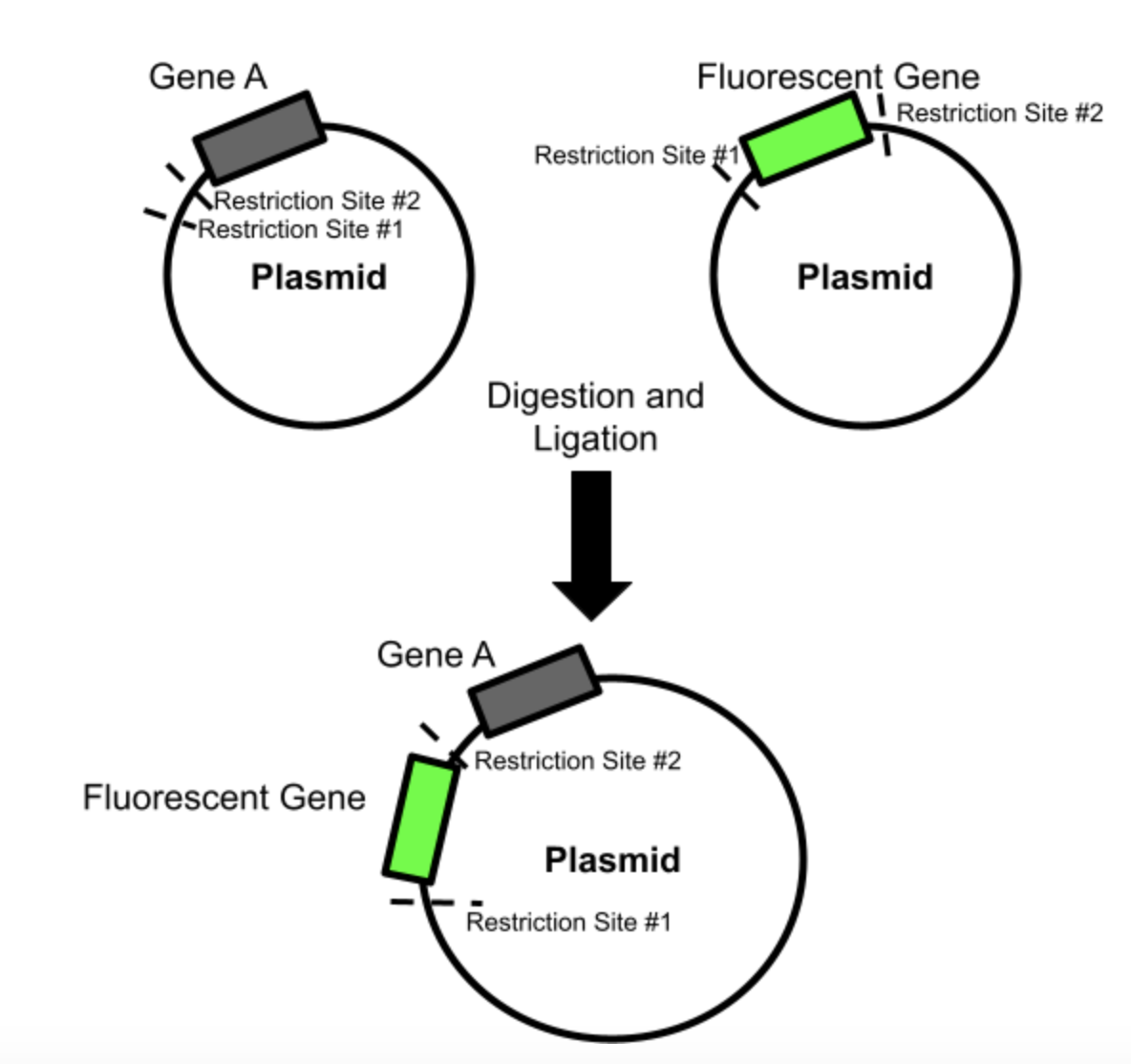 Digest and Ligation of DNA NC DNA Day Blog