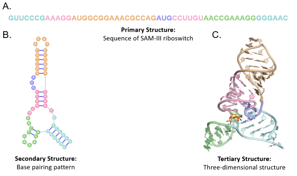 primary structure of dna