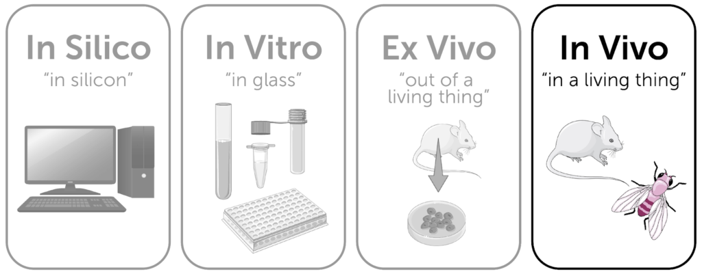 In vivo experiments) The methods of the in vivo experiment schedule.