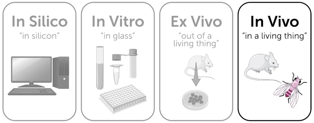 Diferença entre os termos in vivo, in vitro e in silico