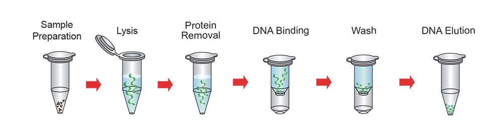 Dna Extraction – Nc Dna Day Blog