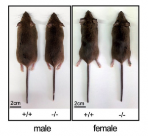 Ancient Virus Genes Make Male Mice Extra Muscular