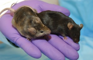 Lab Mice: the True Heroes of Science