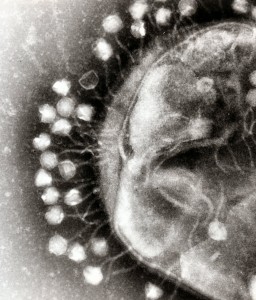 Wet Hair, Colds, and the Truth About Viruses