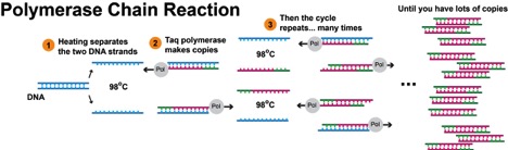 How to Copy DNA: The Invention of the Polymerase Chain Reaction