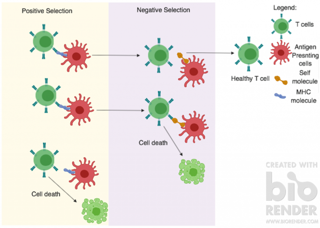 How t. Negative selection. Selection of t-Cells. Positive selection. Positive and negative selection t-Cell.