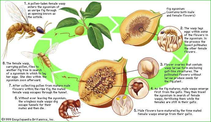 Figs and Wasps: Name a More Iconic Duo