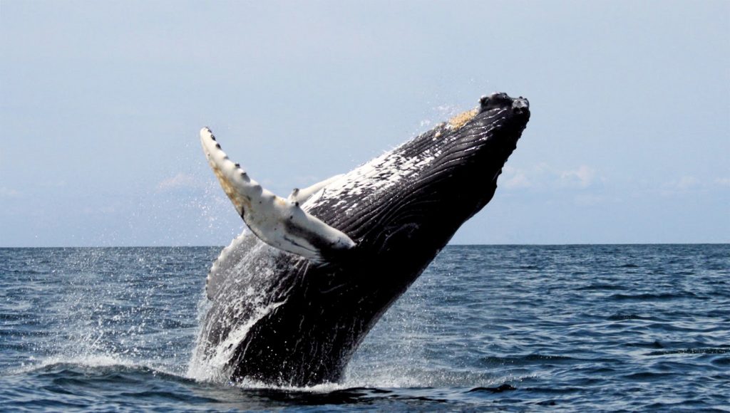 Humpback Whales’ Top Tracks