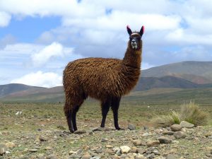 Could Llamas Cure COVID-19?