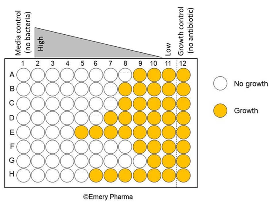 MIC Broth Dilution