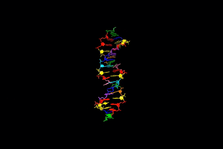 Hachimoji DNA