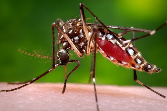 Reprogramming Mosquitoes to Kill Mosquitoes