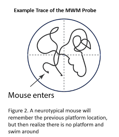 The Morris Water Maze