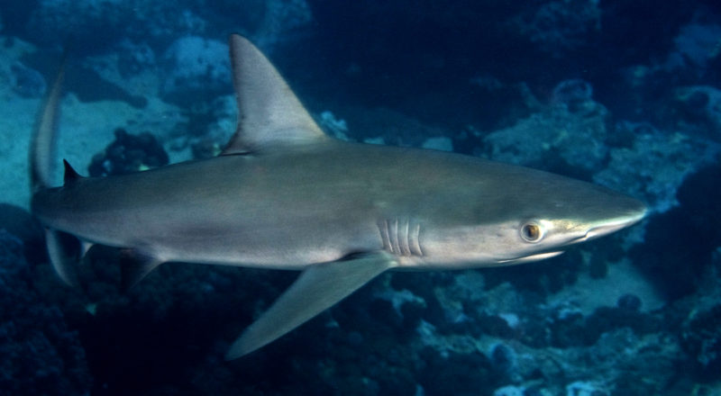 Galapagos shark