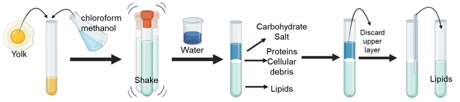 Lipid Extraction