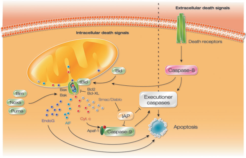 Apoptosis