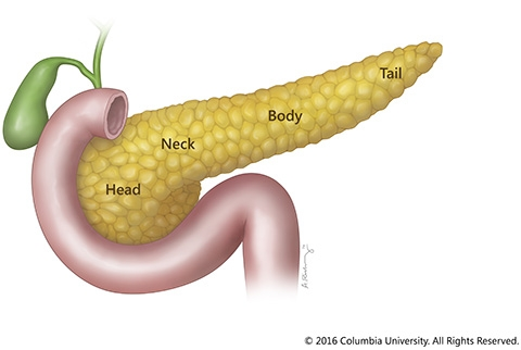 The Human Pancreas