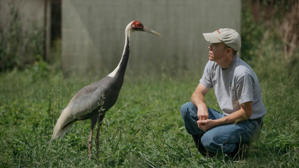 Imprinting: An Avian Anecdote