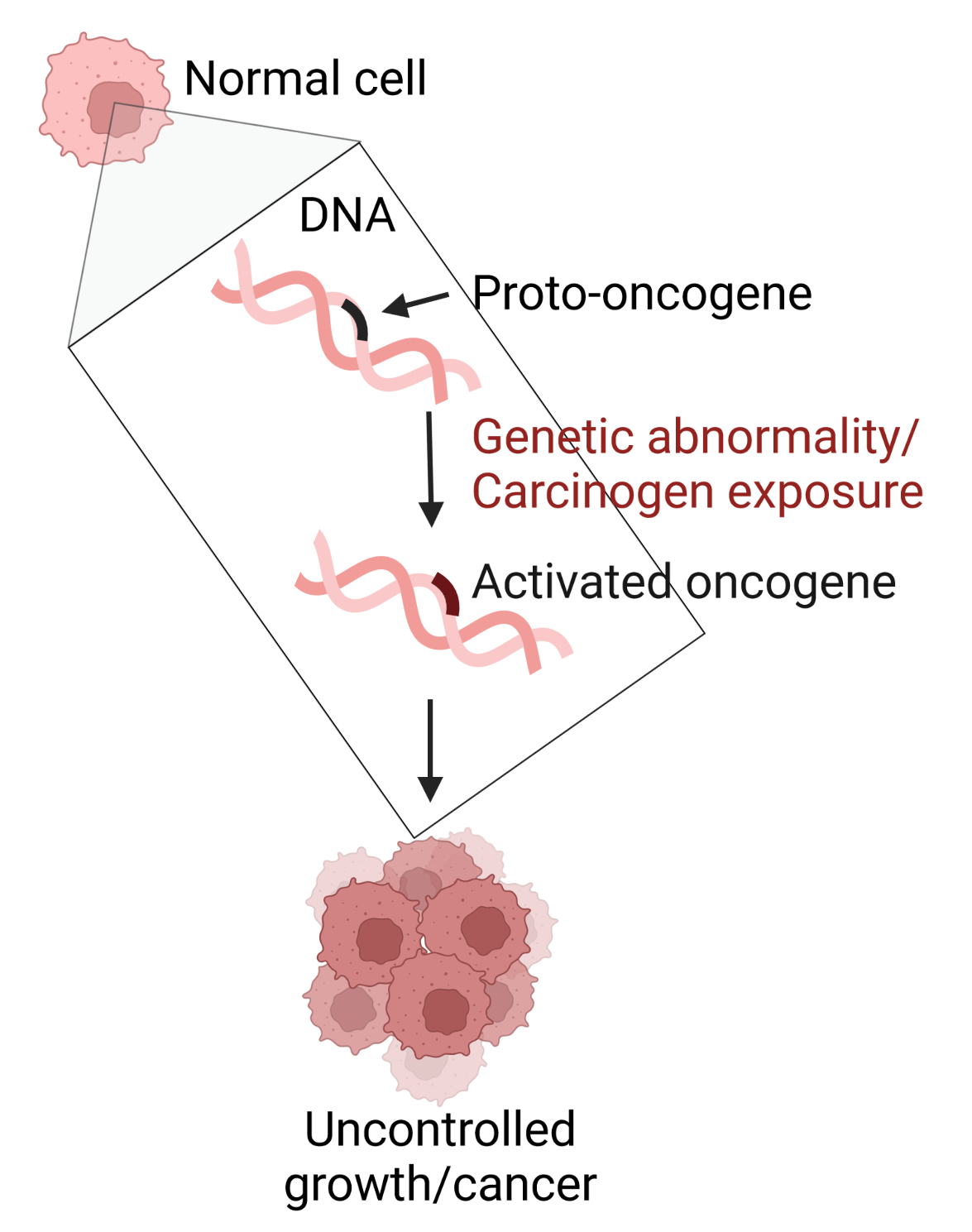 Oncogenes: Driving life in fast forward mode – NC DNA Day Blog Biology Diagrams