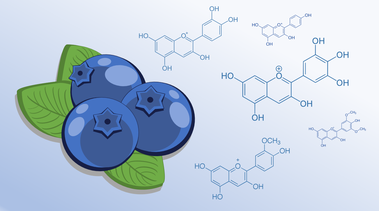 Why are Blueberries Blue? – NC DNA Day Blog