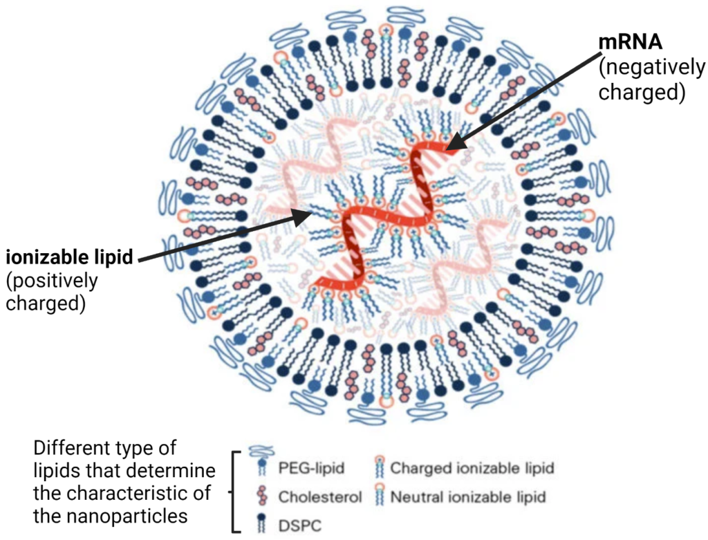 Developing the mRNA Vaccine
