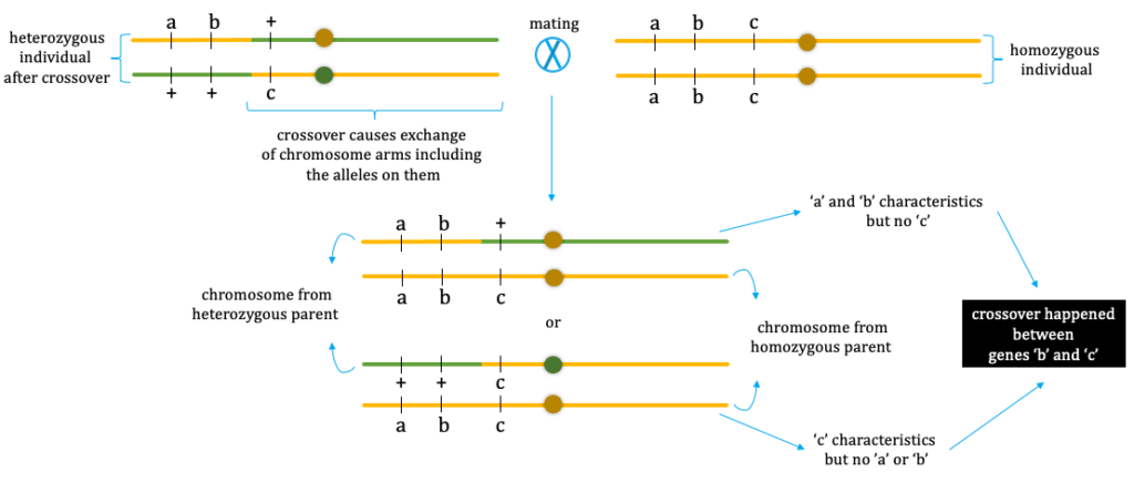Mapping Genetic Recombination