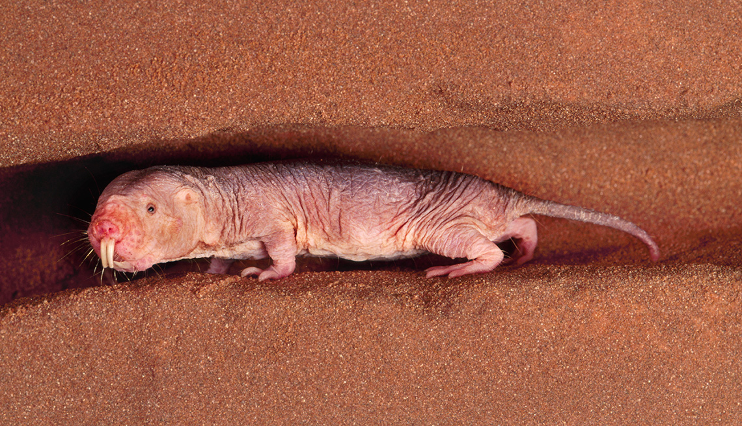 Do Naked Mole Rats Hold the Secret to Cancer Treatment?