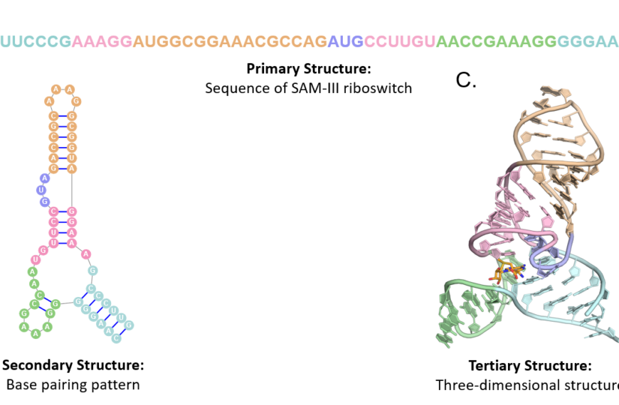 NC DNA Day Blog – A Science Blog by Students for Students