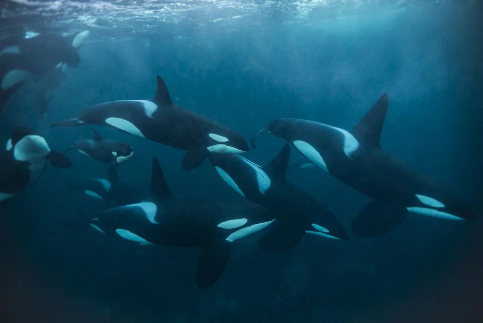 The Orca-nization of Killer Whale Social Structures