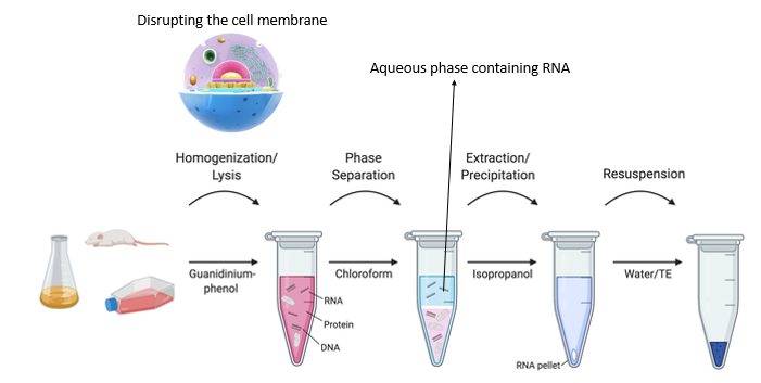 RNA Extraction