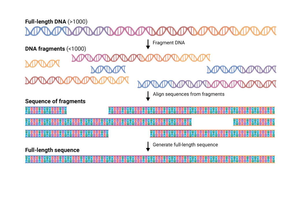 Sanger Sequencing: Reading our DNA
