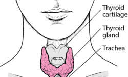 Thyroid gland 