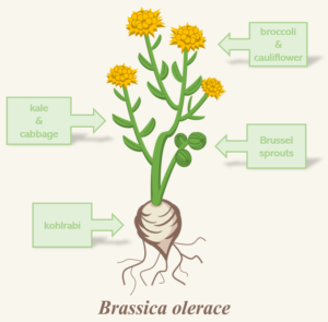 One Plant to Rule Them All – NC DNA Day Blog