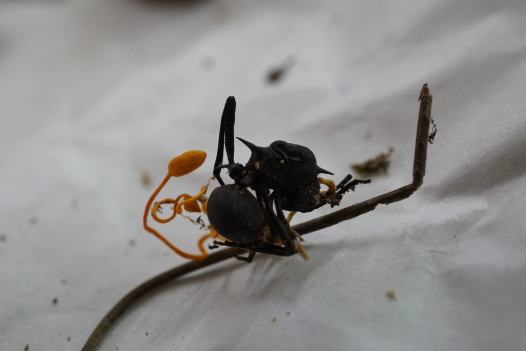 Zombie Ants: How a Fungus Controls the Minds and Bodies of Ants
