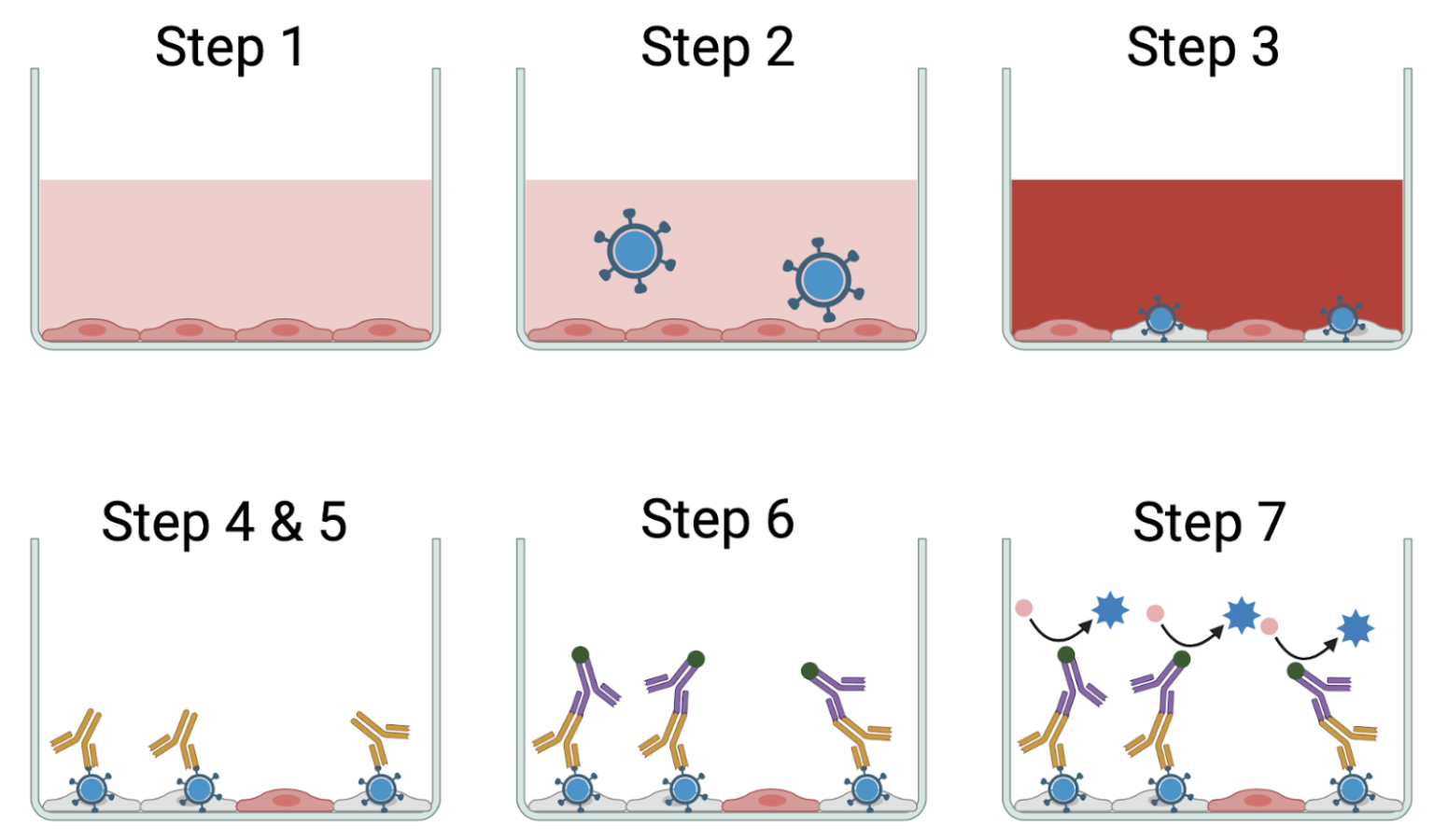 Focus Forming Assay – NC DNA Day Blog