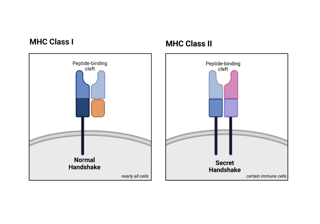 MHC: the Molecular Handshake for Bodily Defense