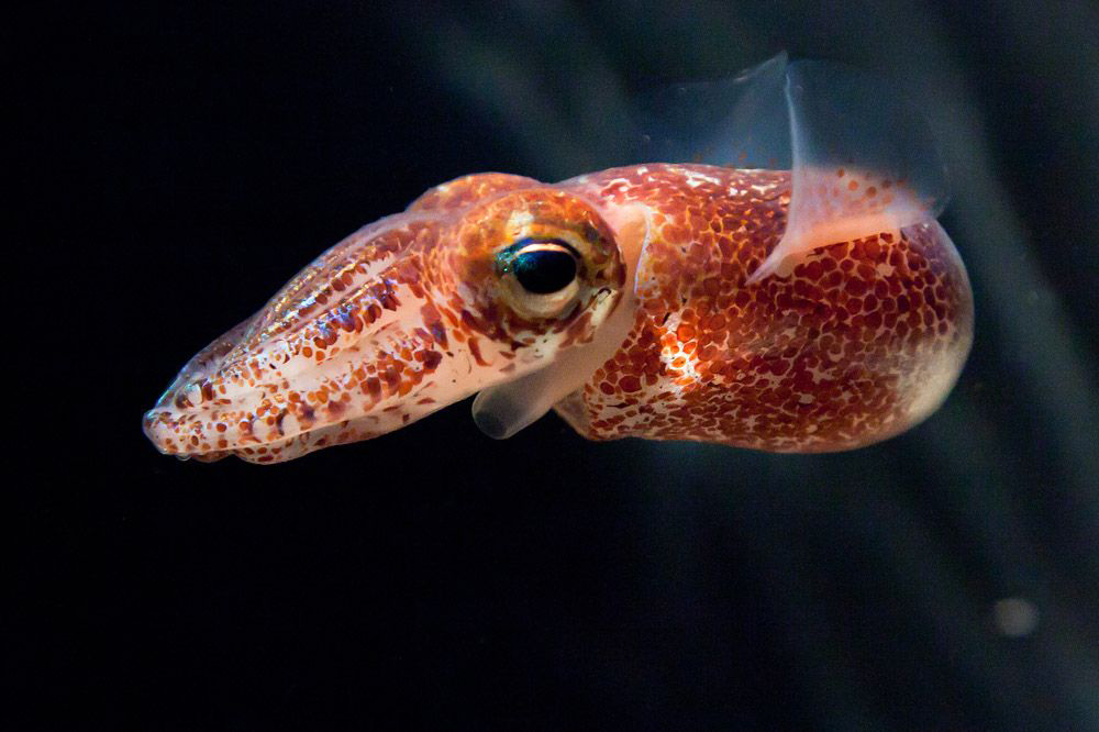 Better Together: Bobtail Squids and Bioluminescent Bacteria 