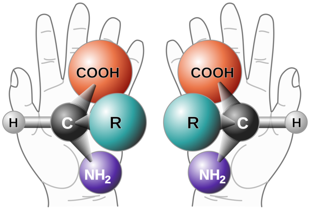 Your Cells are Left-handed: The Chirality of Living Things