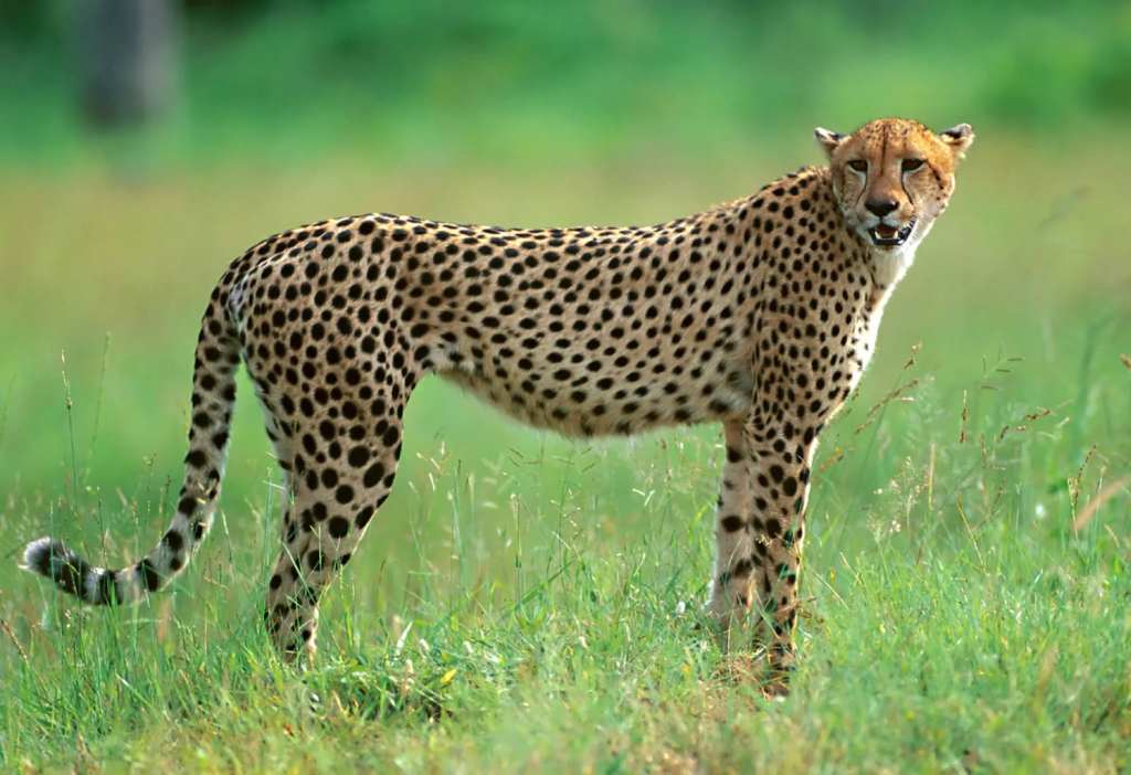 Built for Speed: Earth’s Fastest Mammal