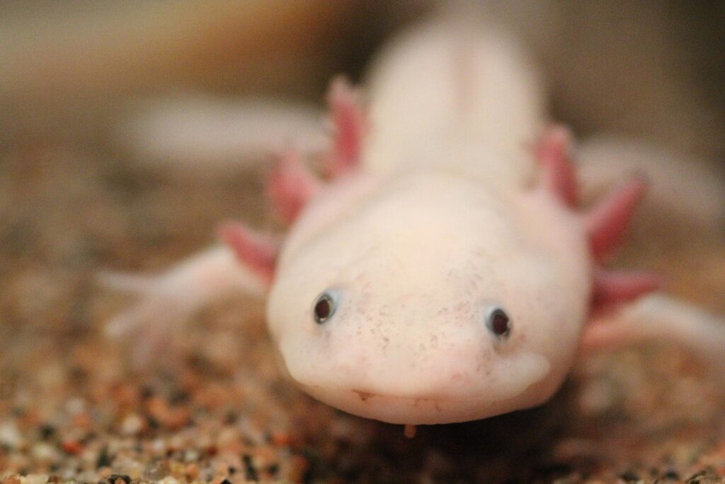 Axolotls: The Power of Regeneration