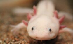 Axolotls: The Power of Regeneration