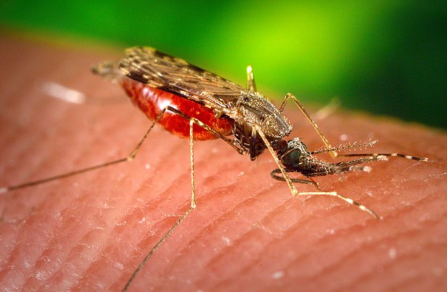 Mosquitoes: Itchy Annoyance or Sneaky Killers?