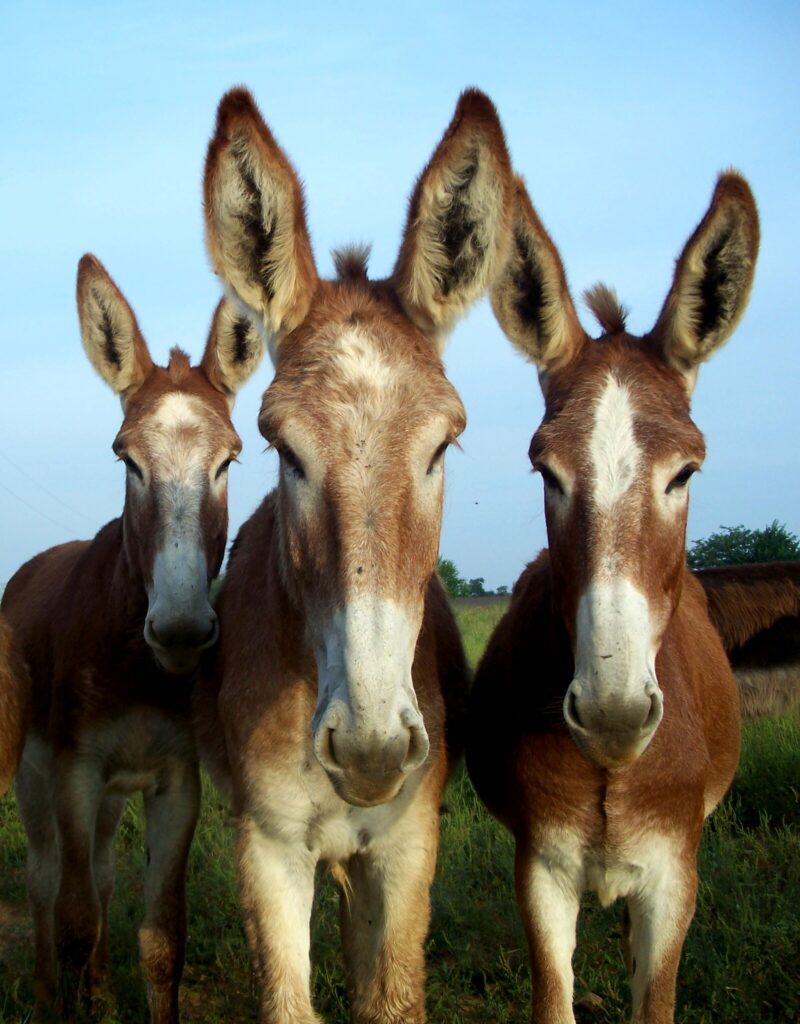 Are Mules Alive? What NASA has to say may surprise you… 