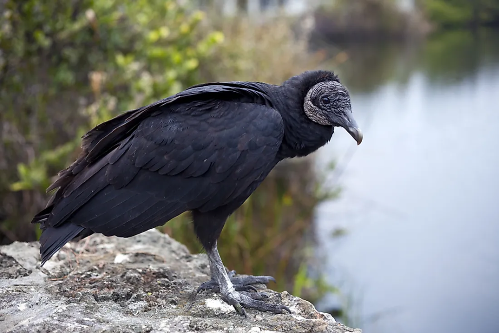 Vultures: You Are What You Eat…Or Are You?