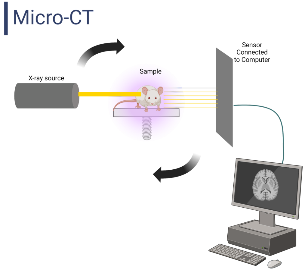 Micro Computed Tomography (micro-CT) Imaging